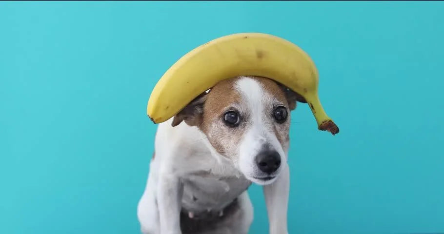 Can Dogs Eat Bananas? Expert Tips